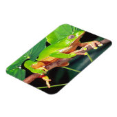 Giant Bicolor Monkey Treefrog, Phyllomedusa Magnet (Linke Seite)