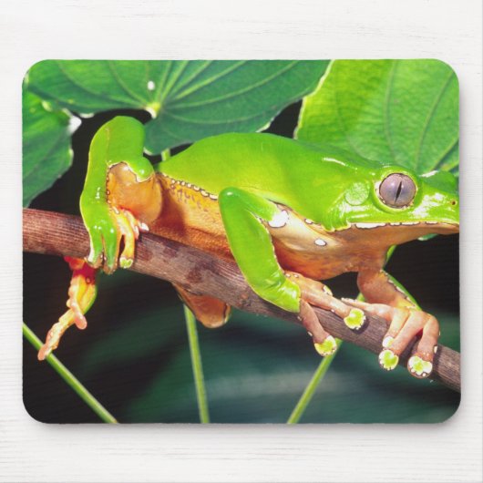 Giant Bicolor Monkey Treefrog, Phyllomedusa Mousepad (Vorne)