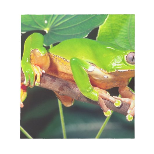 Giant Bicolor Monkey Treefrog, Phyllomedusa Notizblock (Vorderseite)