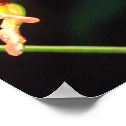 Giant Bicolor Monkey Treefrog, Phyllomedusa Poster (Ecke)