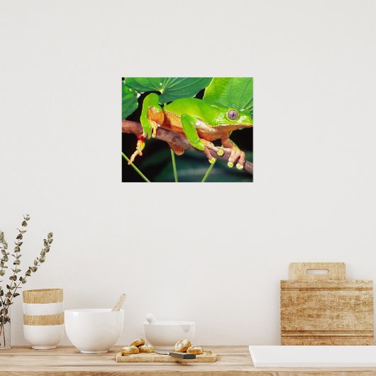 Giant Bicolor Monkey Treefrog, Phyllomedusa Poster (Küche)