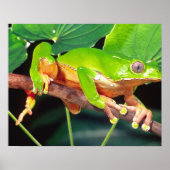 Giant Bicolor Monkey Treefrog, Phyllomedusa Poster (Vorne)