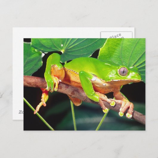 Giant Bicolor Monkey Treefrog, Phyllomedusa Postkarte (Vorne/Hinten)