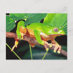 Giant Bicolor Monkey Treefrog, Phyllomedusa Postkarte