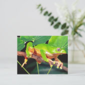 Giant Bicolor Monkey Treefrog, Phyllomedusa Postkarte (Stehend Vorderseite)