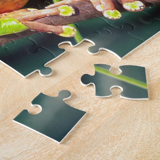 Giant Bicolor Monkey Treefrog, Phyllomedusa Puzzle (Seite)