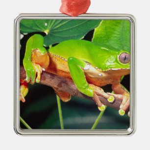 Giant Bicolor Monkey Treefrog, Phyllomedusa Silbernes Ornament