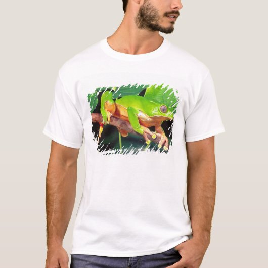 Giant Bicolor Monkey Treefrog, Phyllomedusa T-Shirt (Vorderseite)