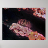 Giant Blenny Poster (Vorne)