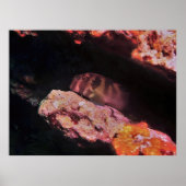 Giant Blenny Poster (Vorne)