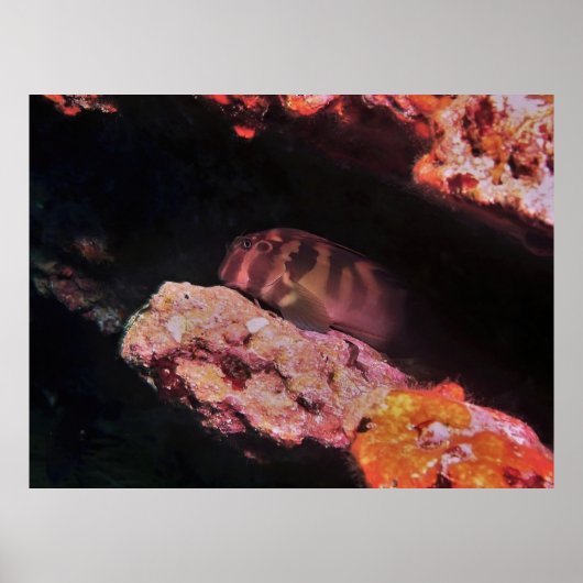 Giant Blenny Poster (Vorne)