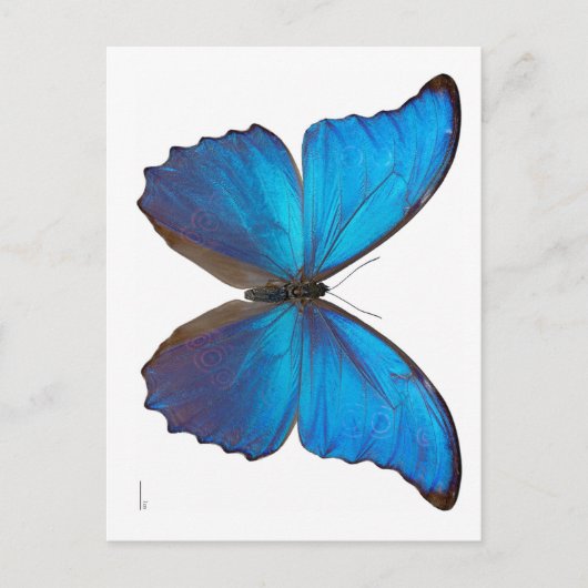Giant Blue Morpho Butterfly Postkarte (Vorderseite)