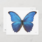 Giant Blue Morpho Butterfly Postkarte (Vorne/Hinten)