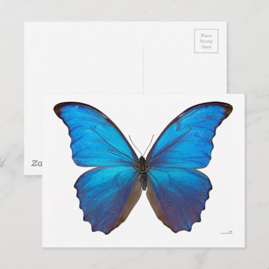 Giant Blue Morpho Butterfly Postkarte (Vorne/Hinten)