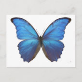 Giant Blue Morpho Butterfly Postkarte (Vorderseite)
