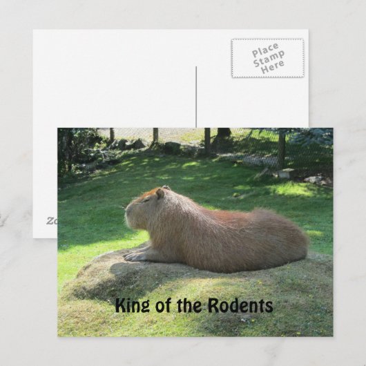 Giant Capybara Postkarte (Vorne/Hinten)