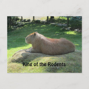 Giant Capybara Postkarte