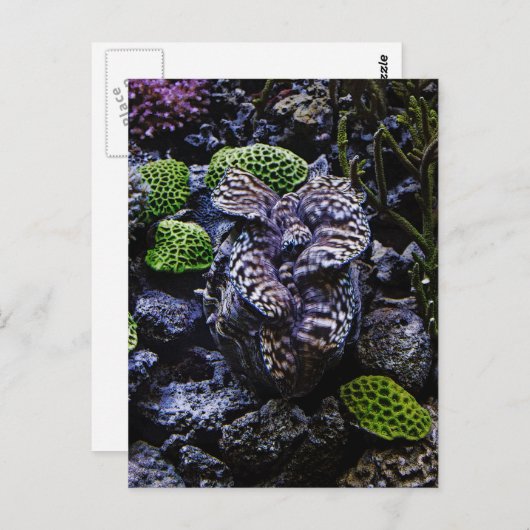 Giant Clam Postkarte (Vorne/Hinten)