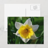 Giant Daffodil Postcard Postkarte (Vorne/Hinten)
