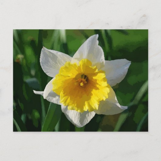 Giant Daffodil Postcard Postkarte (Vorderseite)