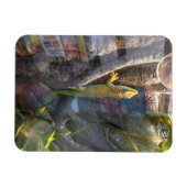 Giant Day Gecko Magnet (Horizontal)