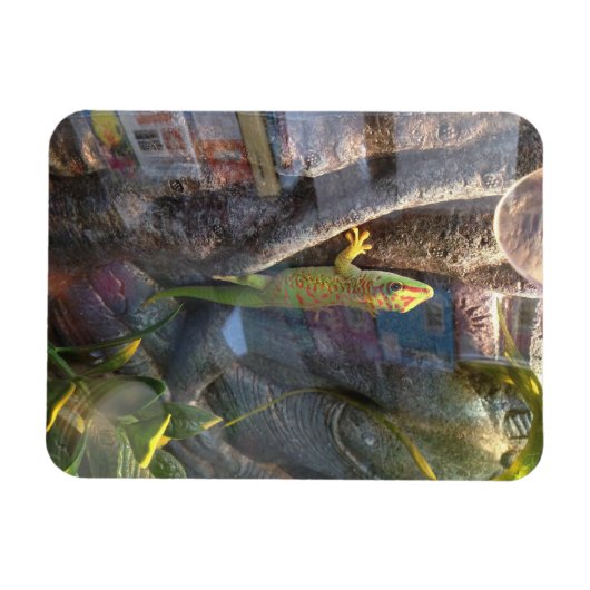 Giant Day Gecko Magnet (Horizontal)