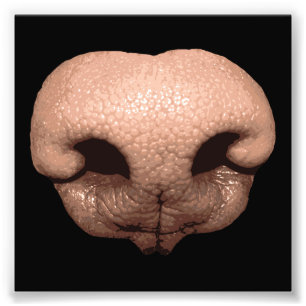 Giant Dog Nose Fotodruck