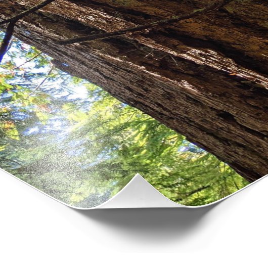 Giant Douglas Fir Tree Fotodruck (Ecke)