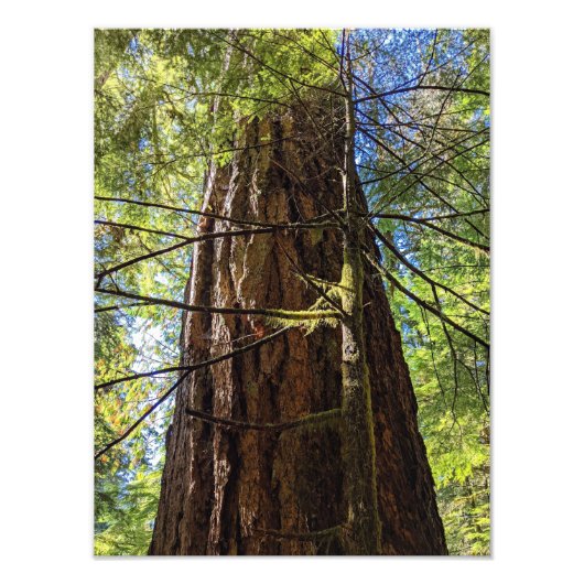 Giant Douglas Fir Tree Fotodruck (Vorne)
