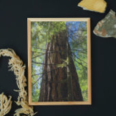 Giant Douglas Fir Tree Fotodruck