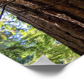 Giant Douglas Fir Tree Fotografic Poster (Ecke)