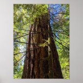 Giant Douglas Fir Tree Fotografic Poster (Vorne)