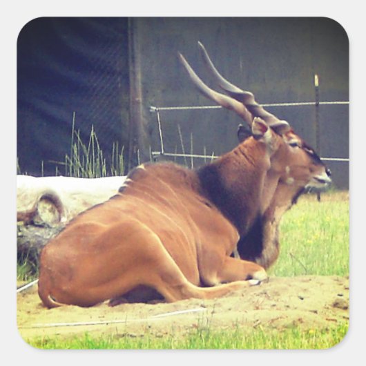 Giant Eland Stickers (Vorderseite)