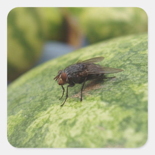 GIANT Fly Sticker Set (Vorderseite)