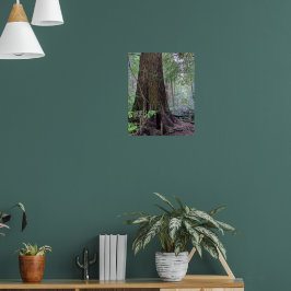 Giant Forest Conifer Tree fotografisch Poster