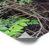 Giant Forest Conifer Tree fotografisch Poster (Ecke)