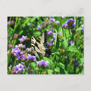 Giant Frack Butterfly auf Lila Statice Postkarte
