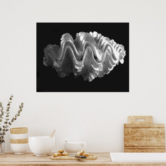Giant Frilled Clam Seashell Tridacna squamosa Poster (Küche)