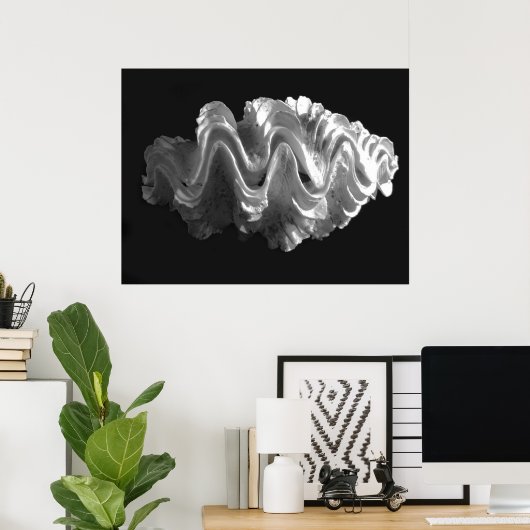 Giant Frilled Clam Seashell Tridacna squamosa Poster (Heimbüro)