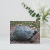 Giant Galapagos Tortoise Postkarte (Stehend Vorderseite)