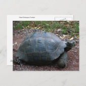 Giant Galapagos Tortoise Postkarte (Vorne/Hinten)
