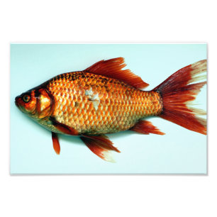 Giant Goldfish Fotodruck
