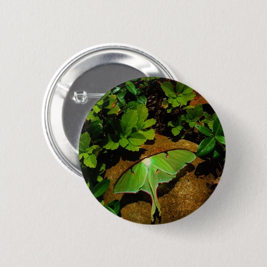 Giant Green Luna moth Button (Vorne & Hinten)