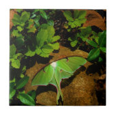 Giant Green Luna moth Fliese (Vorderseite)