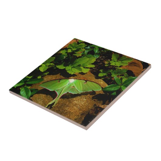 Giant Green Luna moth Fliese (Seite)