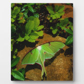 Giant Green Luna moth Fotoplatte (Vorderseite)