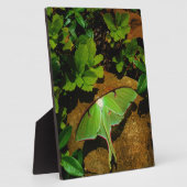 Giant Green Luna moth Fotoplatte (Seite)