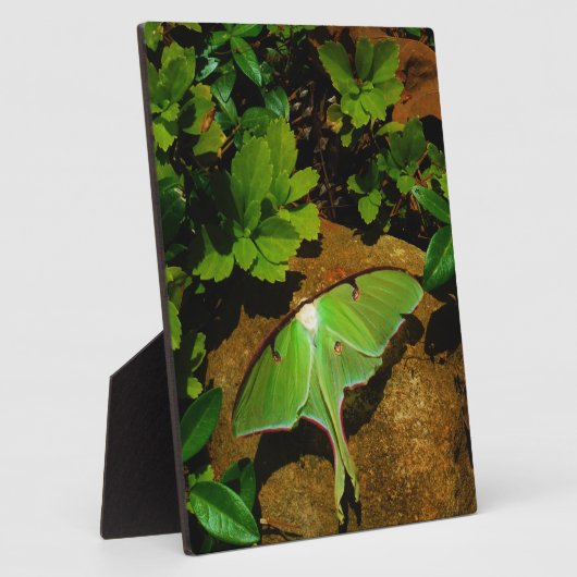 Giant Green Luna moth Fotoplatte (Seite)