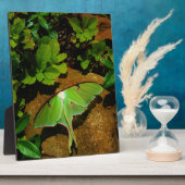 Giant Green Luna moth Fotoplatte (Seite)