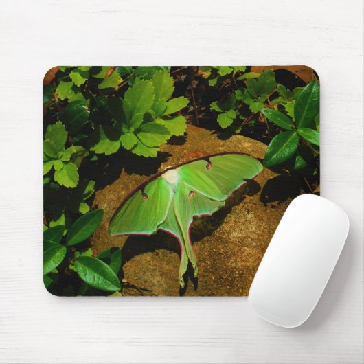 Giant Green Luna moth Mousepad (Mit Mouse)